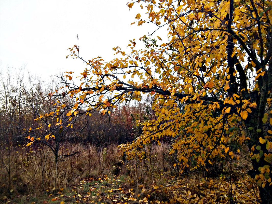Осенний пейзаж - Татьяна Королёва