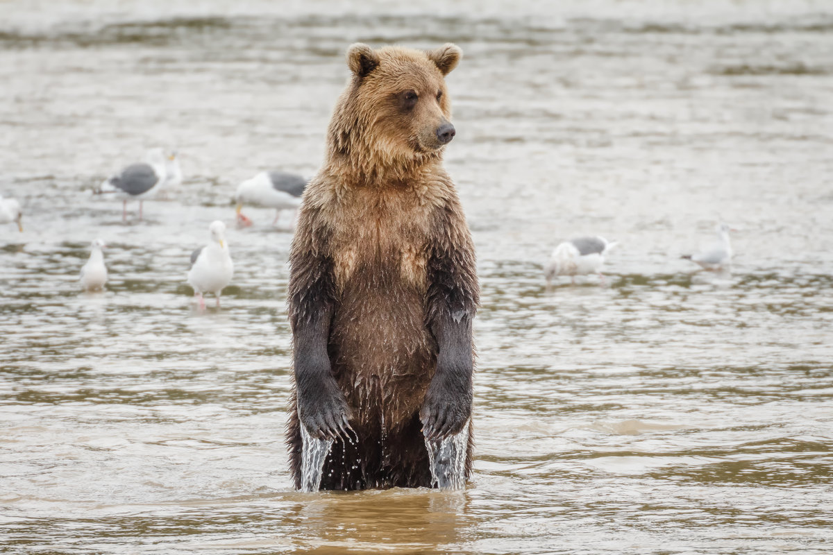 Сложно ловить рыбку в мутной воде.... - Галина Шепелева