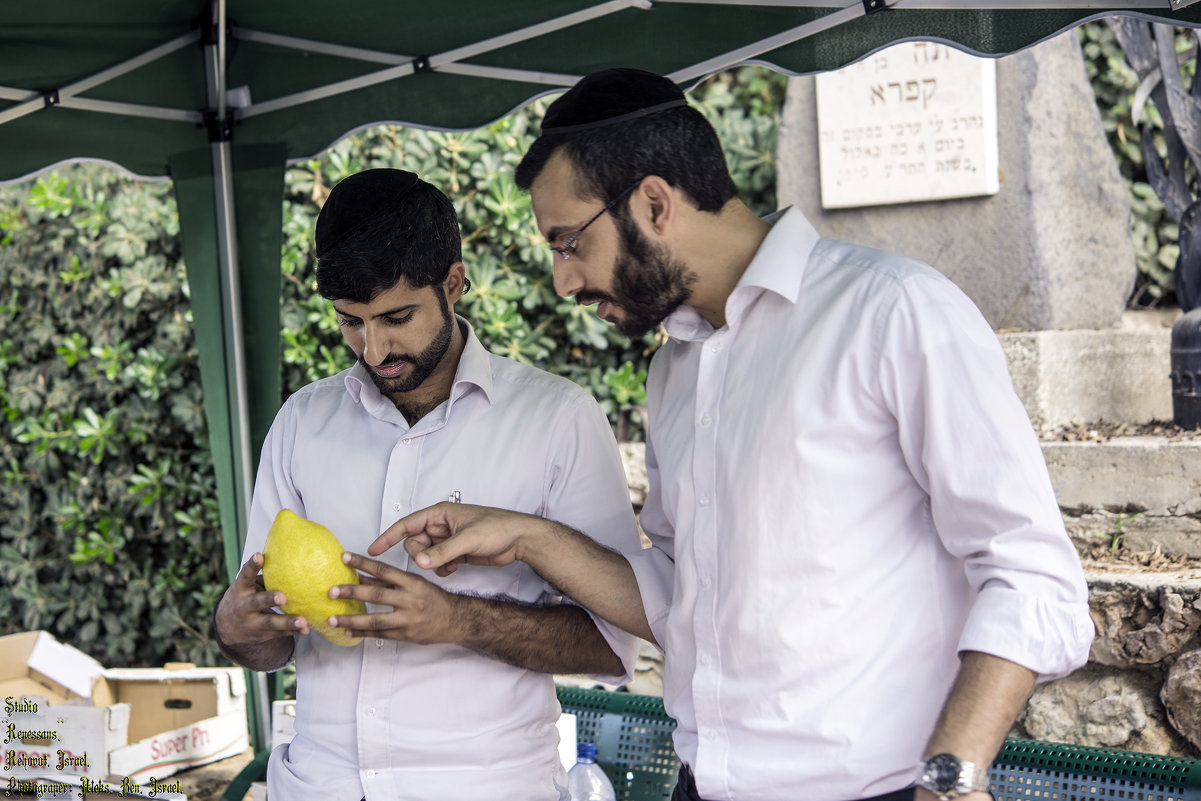 Праздник Суккот: Выбираем плод Этрог для "Лулав" - Aleks Ben Israel