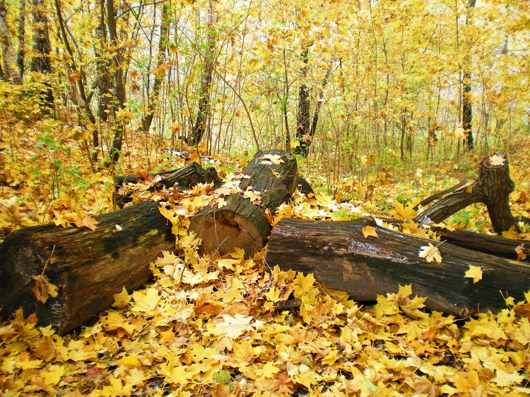 На ковре из желтых листьев..... - Ирина Князева 