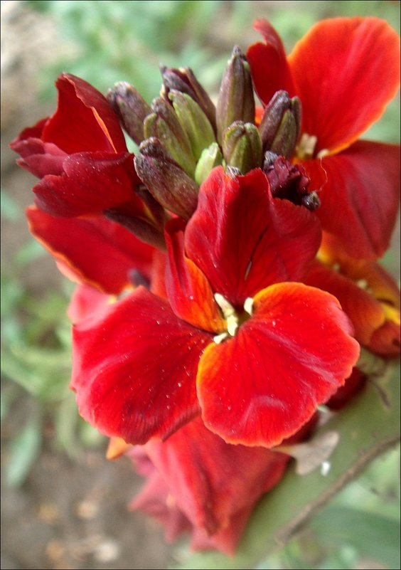 Аленький цветочек - Нина Корешкова