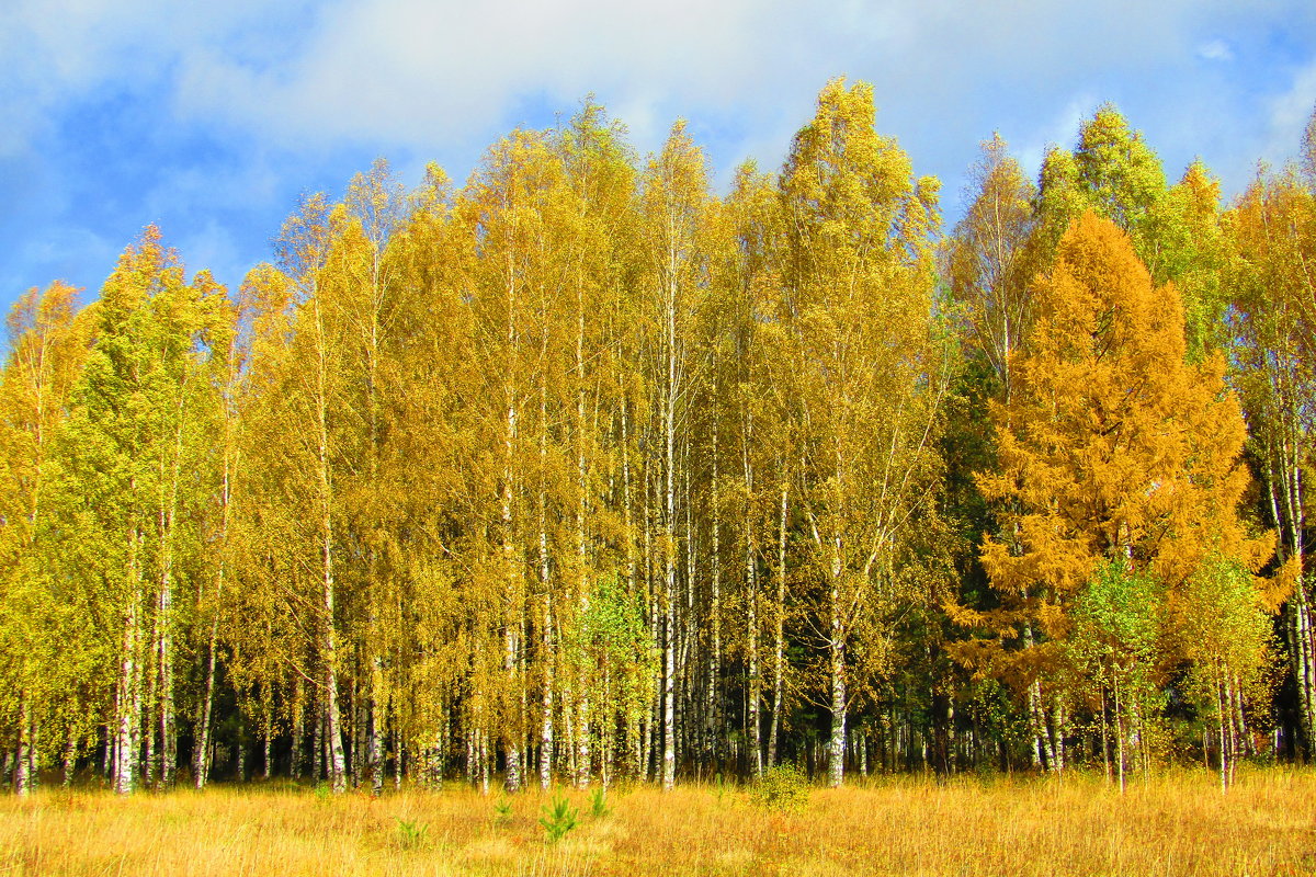 Осенний лес - Vladimir Perminoff