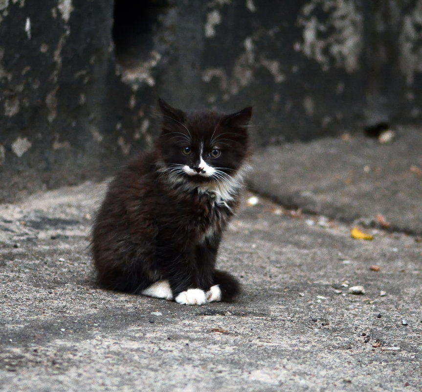 Котенок - Олег Шендерюк