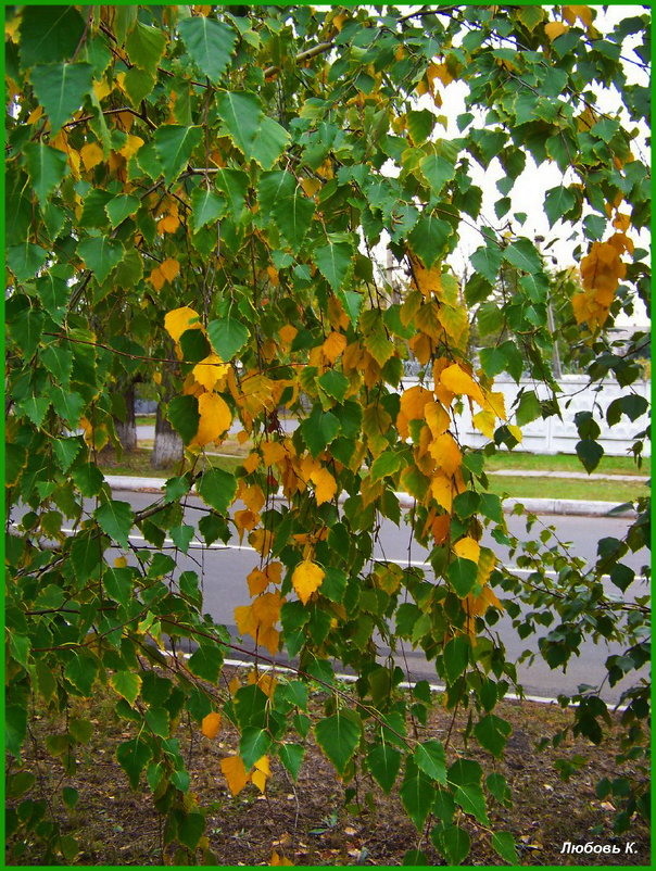Золотые листья на березке... :) - Любовь К.