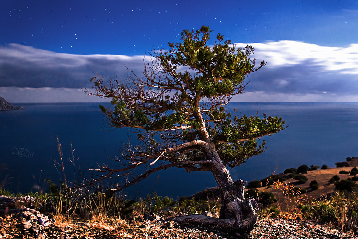 Ночное дерево на фоне моря - Вячеслав Ложкин
