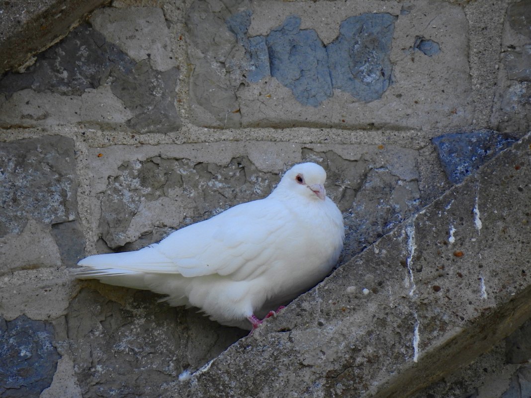 Белая голубка - Natalia Harries