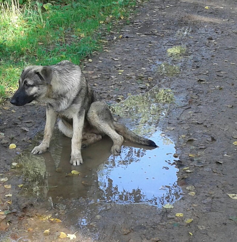 .... - дима драйвер 