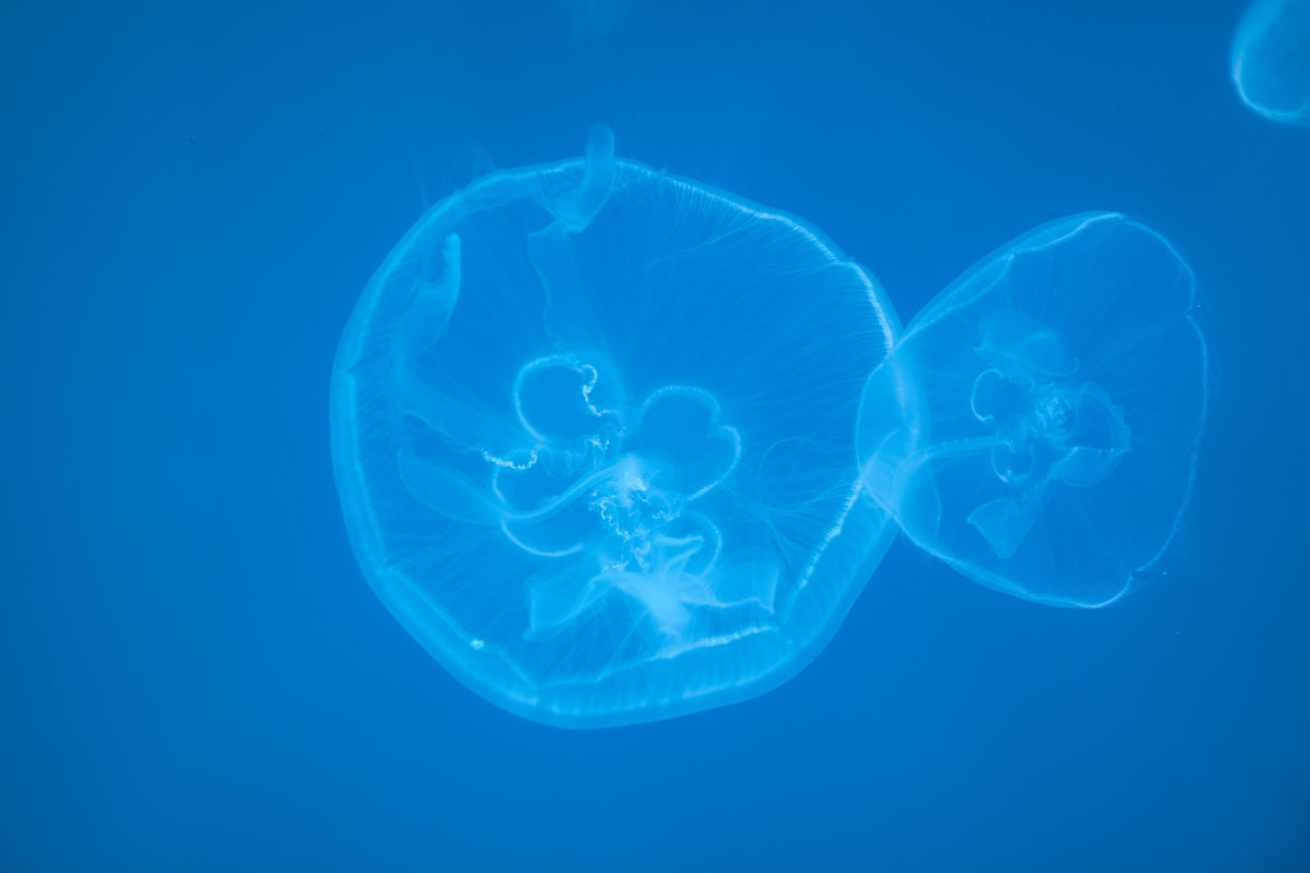 медузы - Константин 