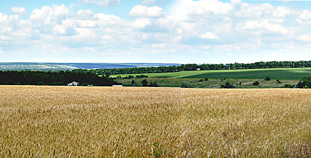 Пшеничное поле - георгий  петькун 