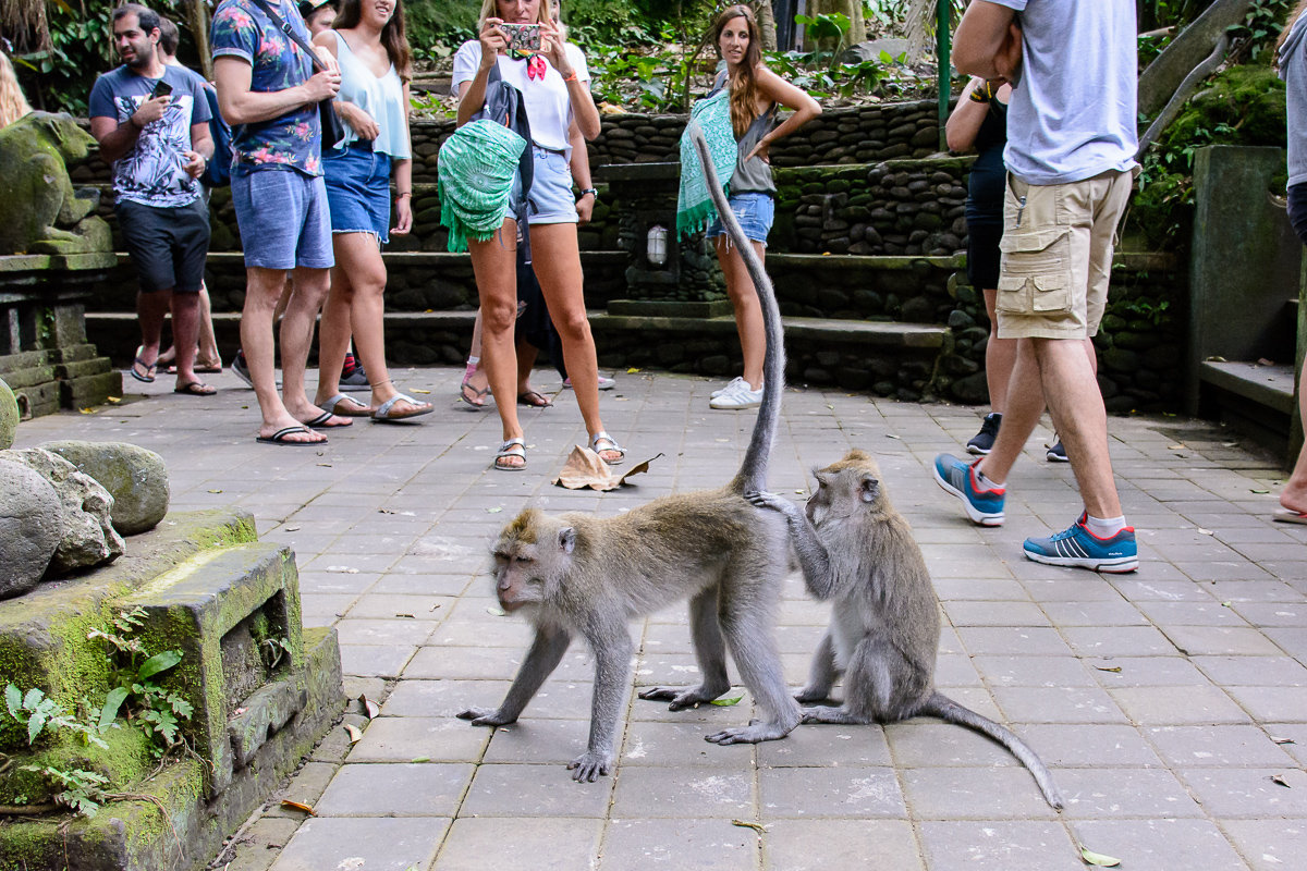 Monkey Forest. Bali. Очистка партнера от паразитов - Sanjar Agzamov