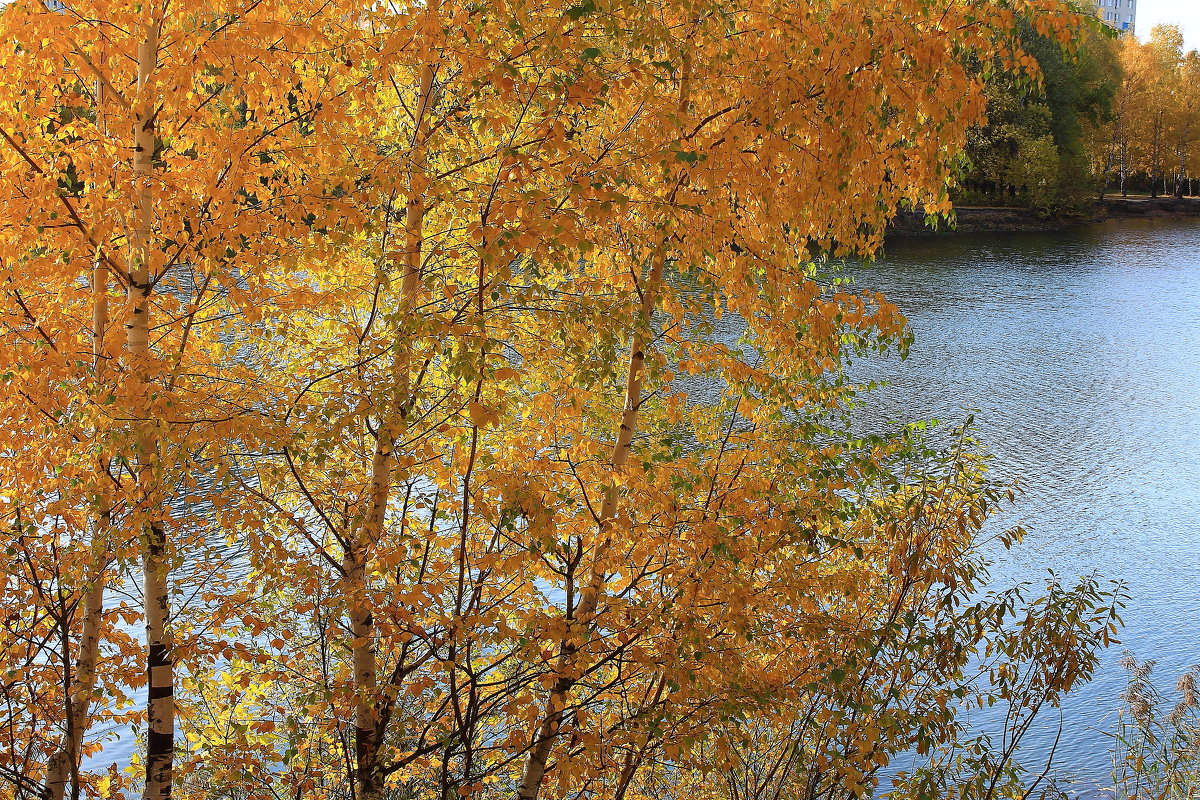 Осень у озера - Татьяна Ломтева