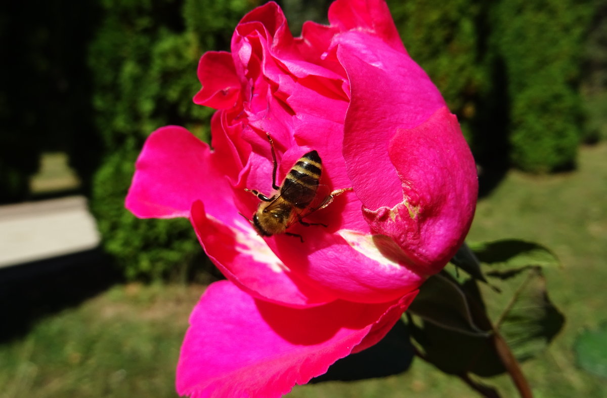 Пчелка на розе - татьяна 