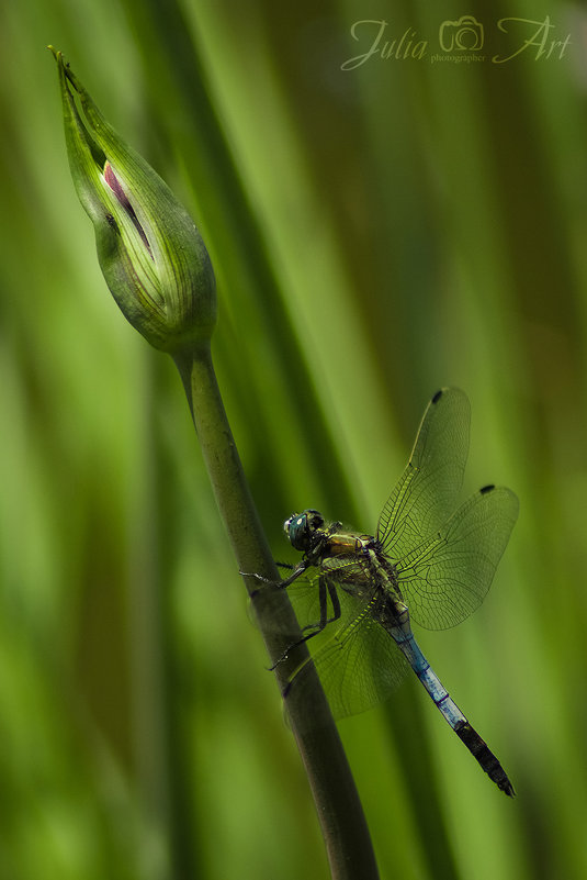 Стрекоза решетчатая (Orthetrum cancellatum) самец - Юлия Тягушова