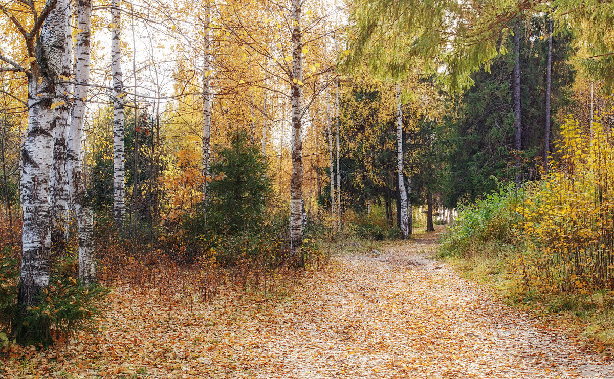 Осень в лесу - Леонид Никитин