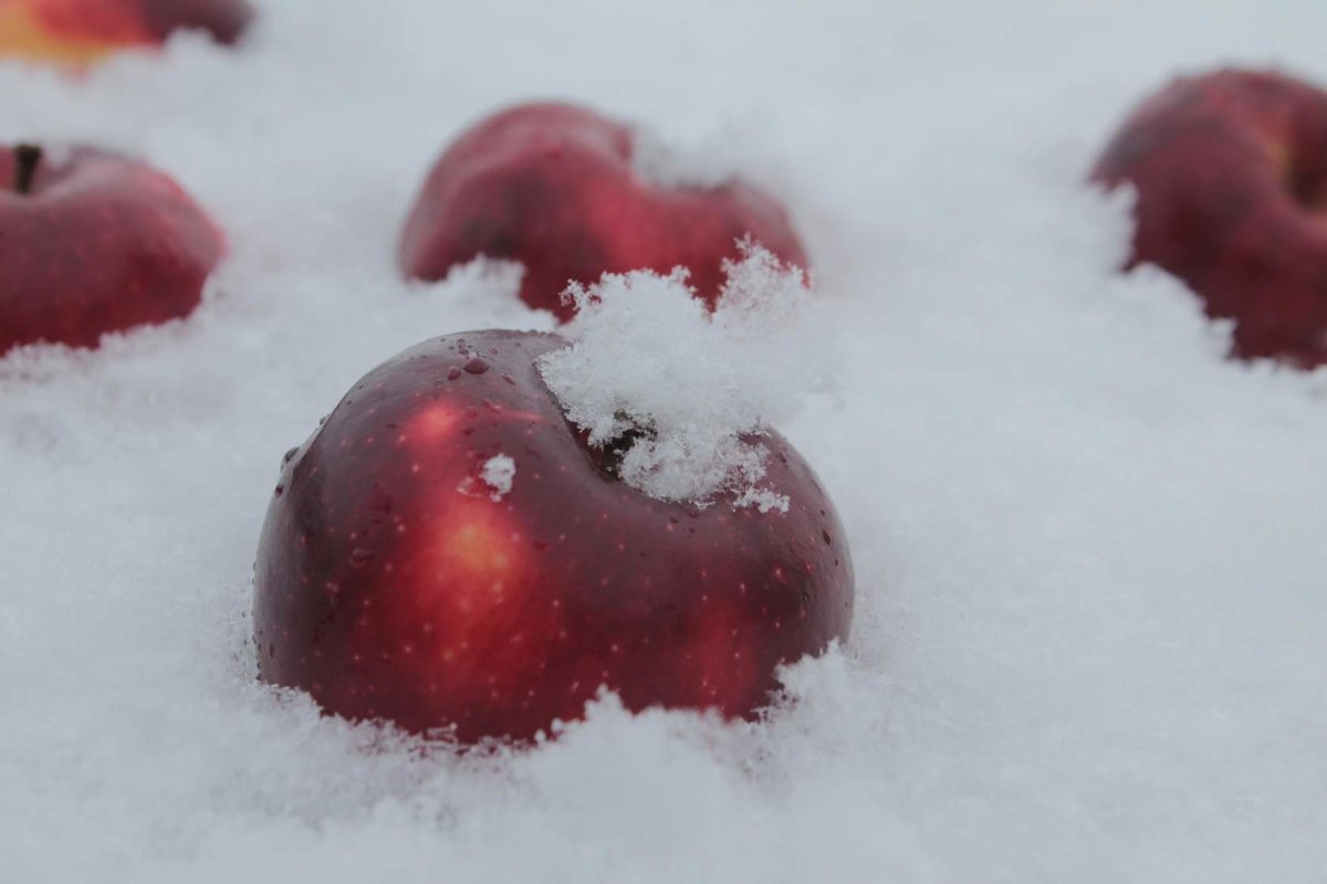 Яблоки на снегу... - Ксения 