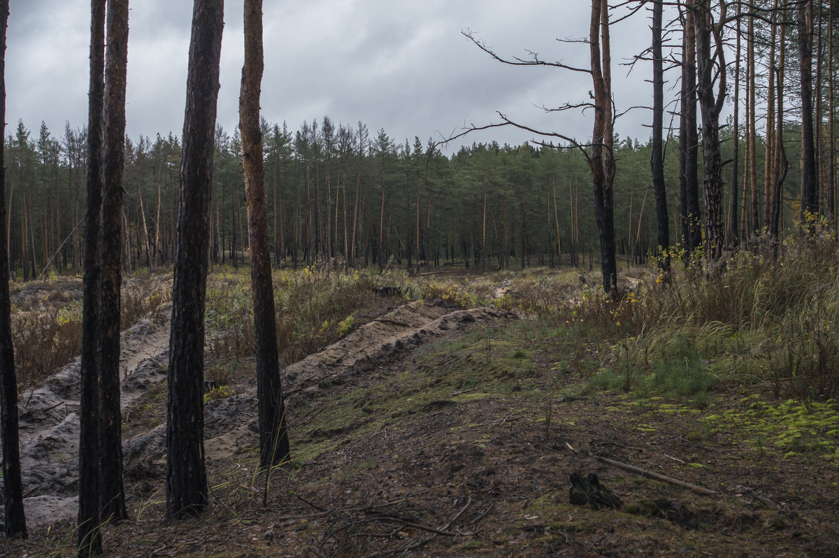 Выгорел кусочек леса - Яков Реймер