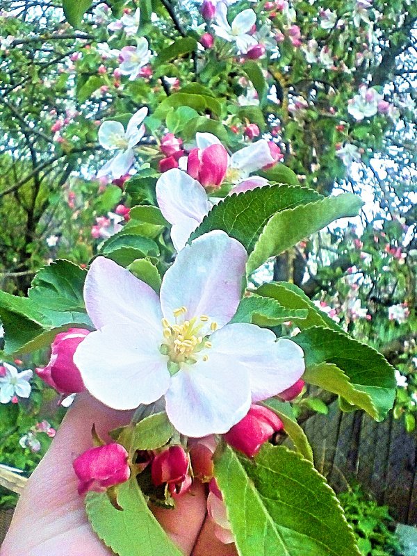 Цветущая яблоня 2 - Kseniya Merkulova