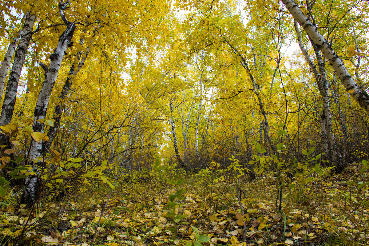 Осенний лес - Александр 