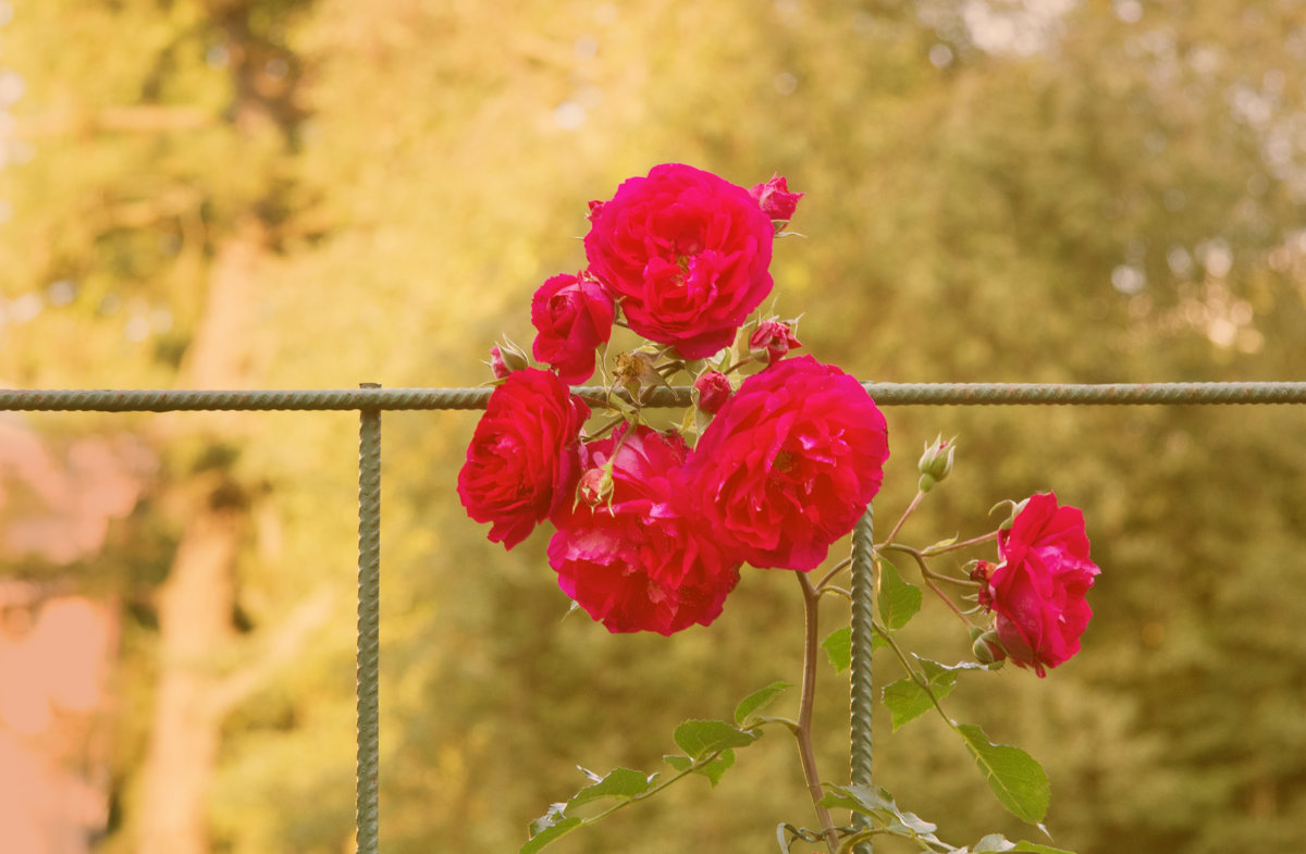 Летние розы - Aнна Зарубина