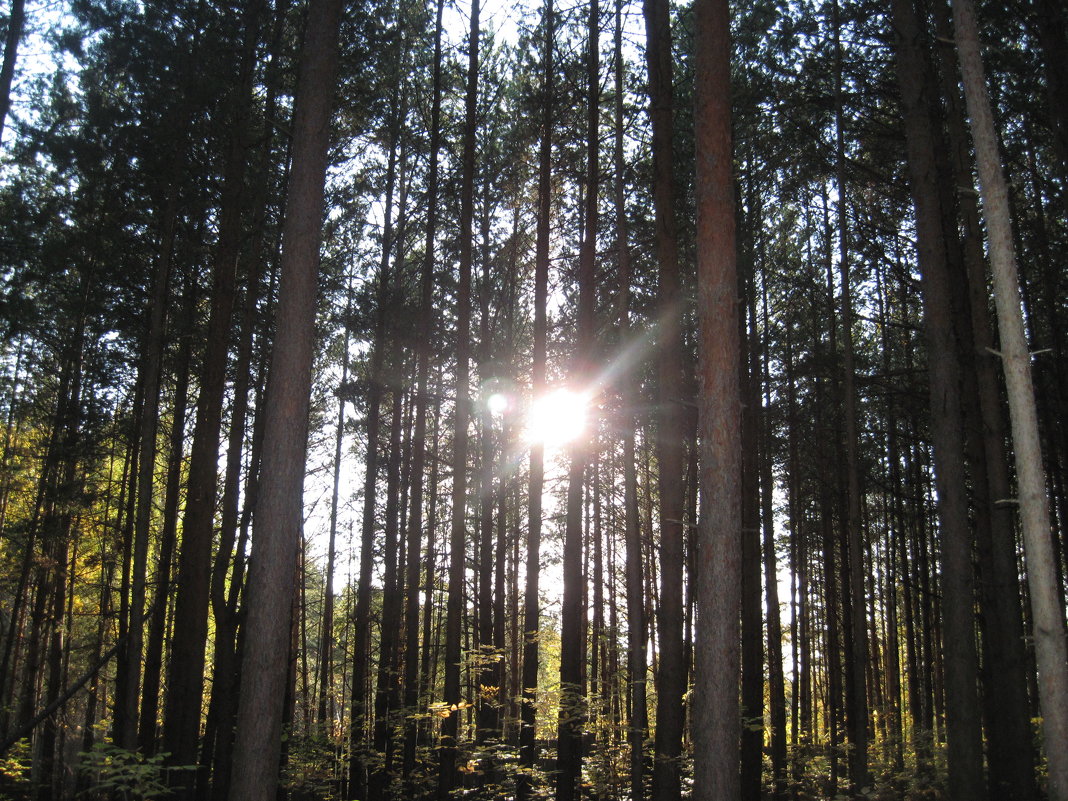 Осенний лес - Svet Lana 