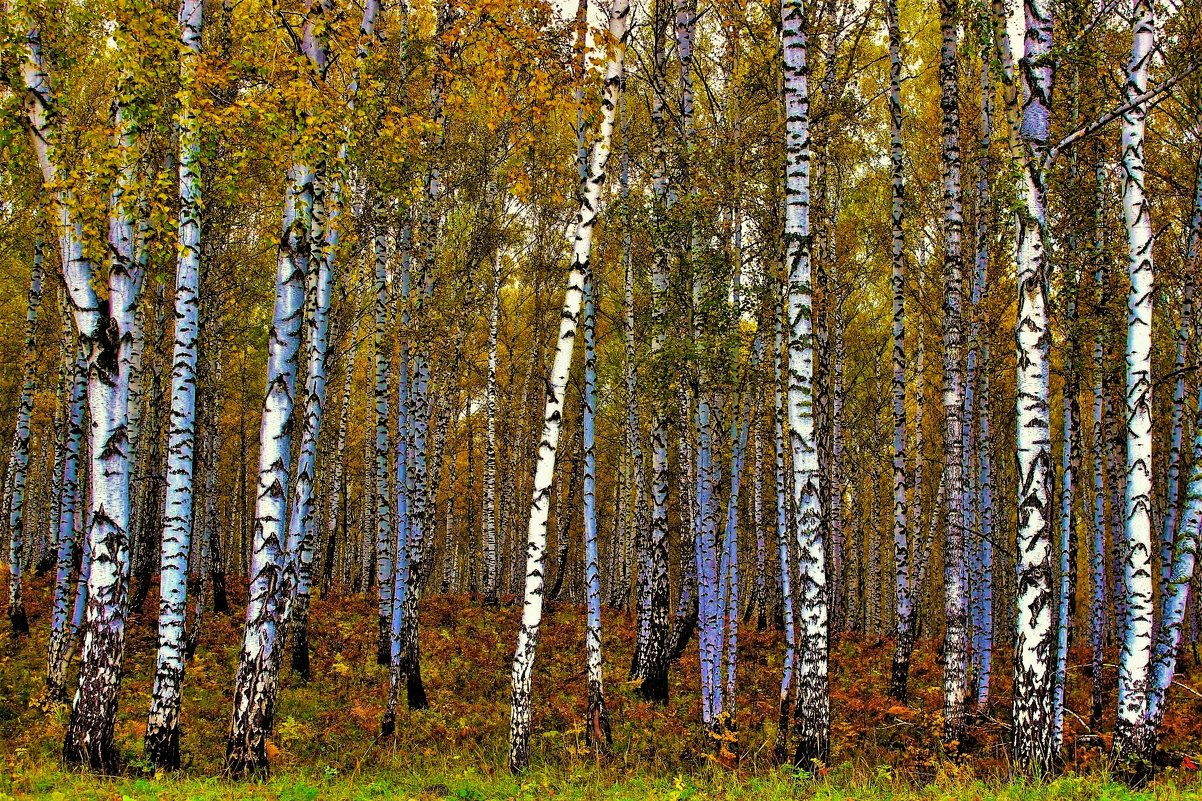 Берёзовый лес - Сергей Чиняев 