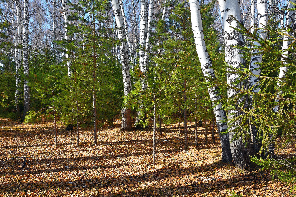 Осень  в  лесу - Геннадий Супрун