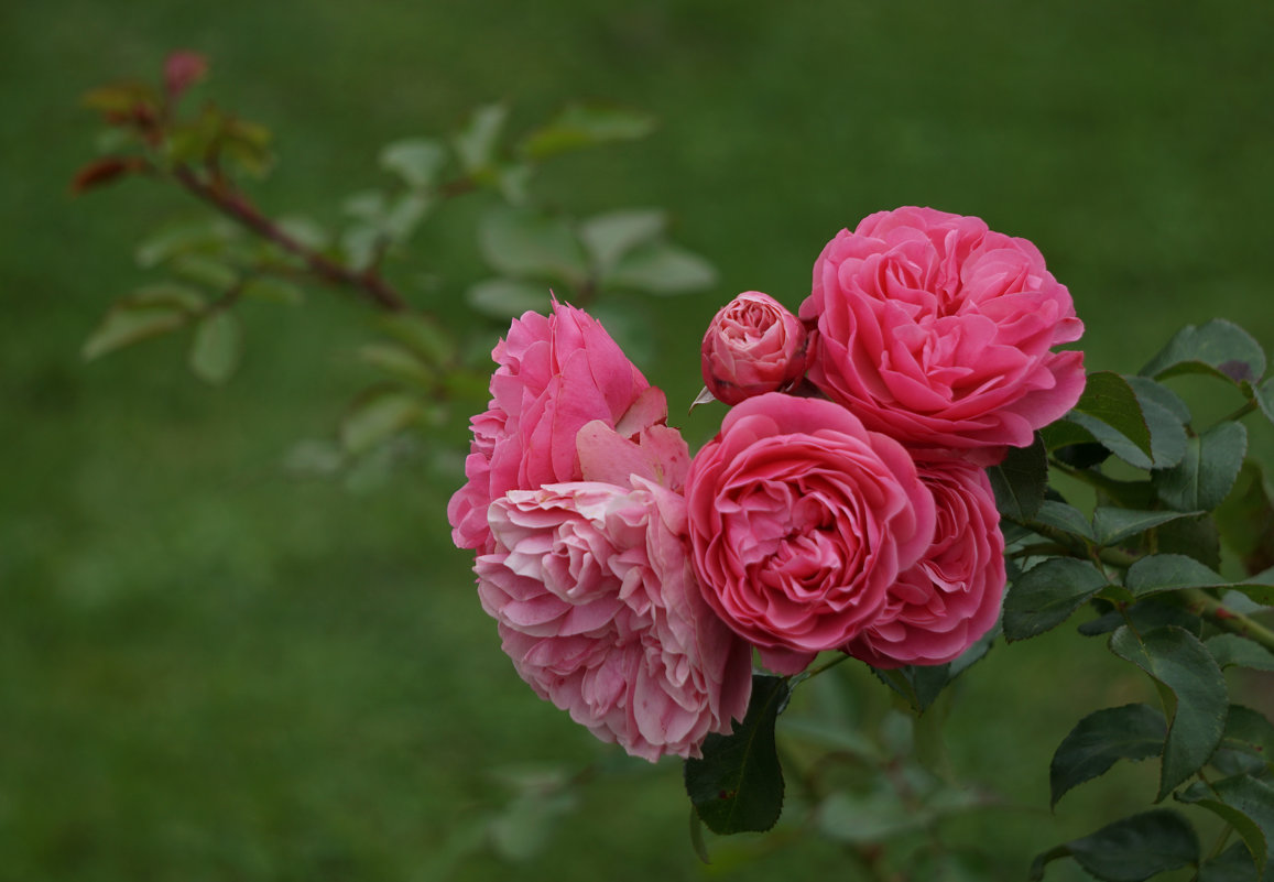 Розы сентября - Ольга 