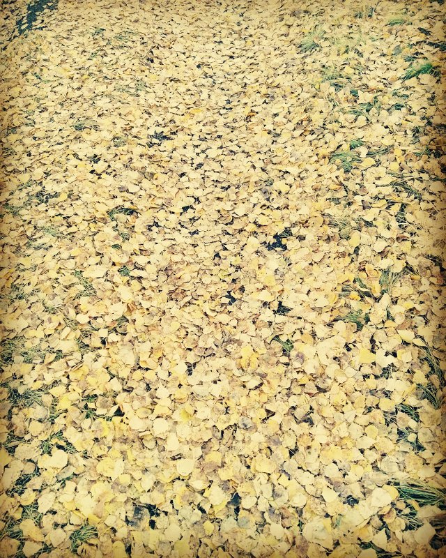 На ковре из желтых листьев.... - Анастасия Смирнова 