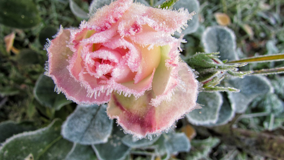 Розы на морозе - Елена Милая