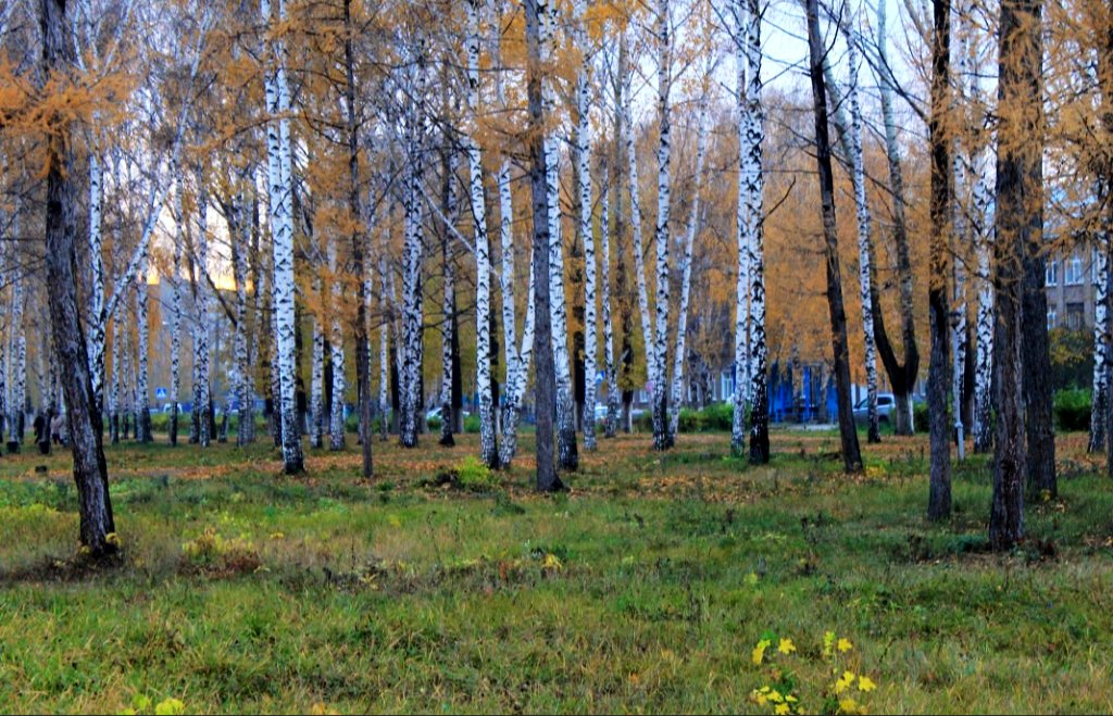 поздняя осень - Горкун Ольга Николаевна 