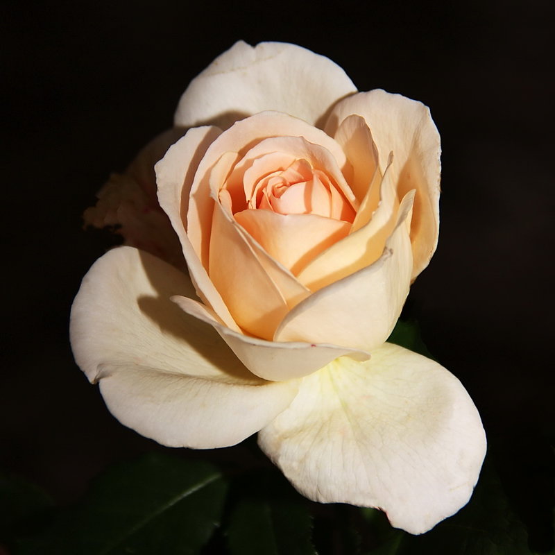 Не розовая роза - Александр 