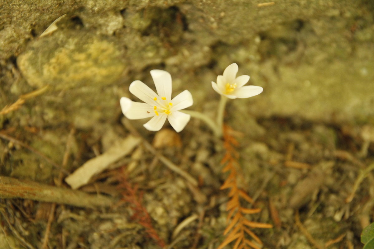 Маленькие цветы - esadesign Егерев