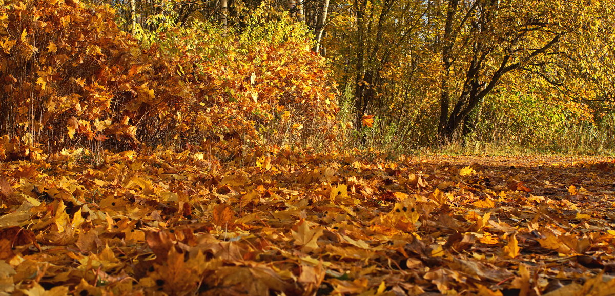Осенняя листва лежала на земле - Владимир Гилясев