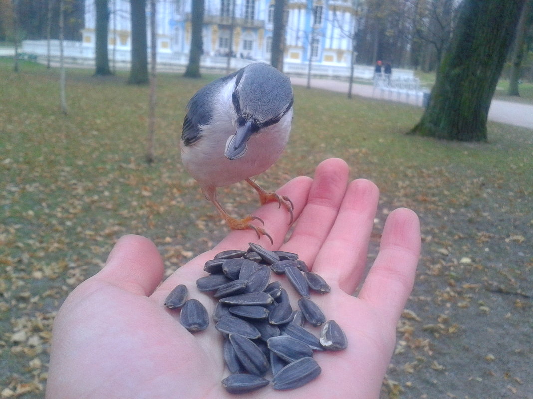 Поползень - Сапсан 