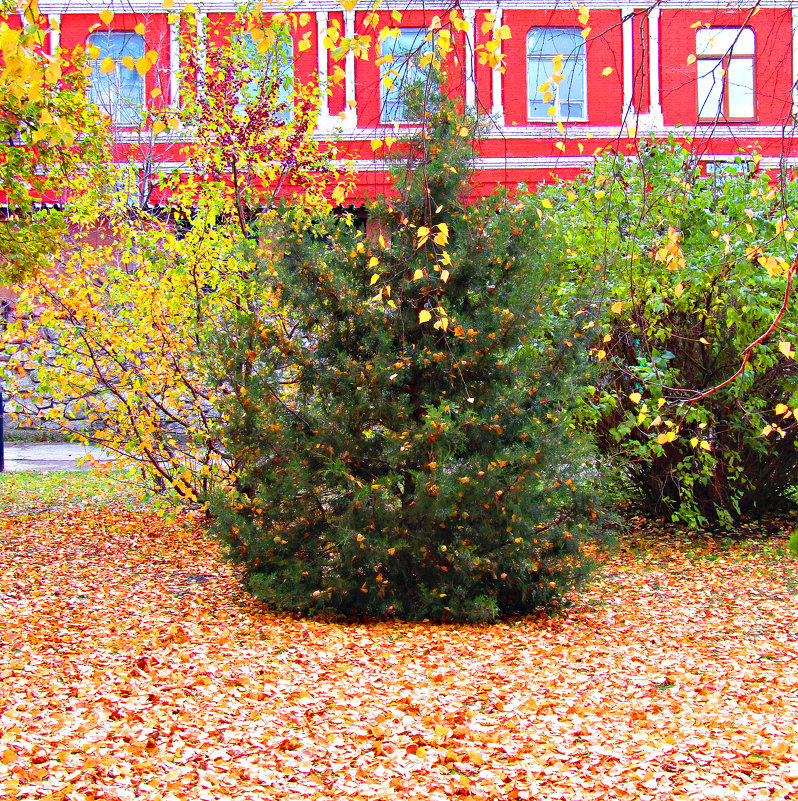 Осенняя листва - наталия 