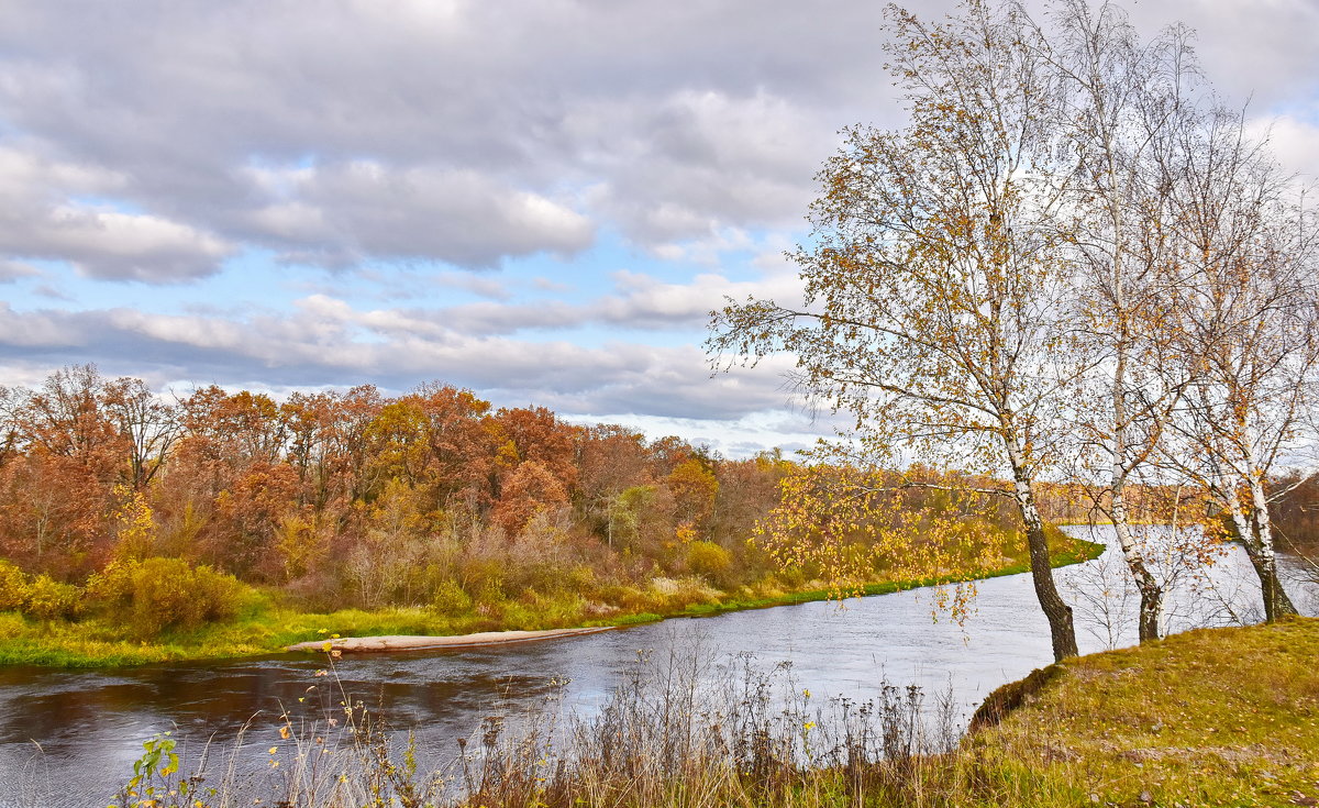 Осенняя береза у реки