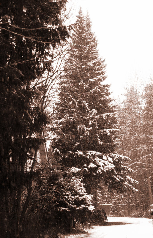 Осенний снег - Aнна Зарубина
