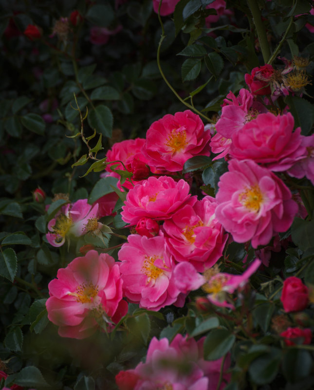 « Розы, розы, прекрасные розы! Я люблю Вас, царицы цветов!...» - Андрей Нибылица
