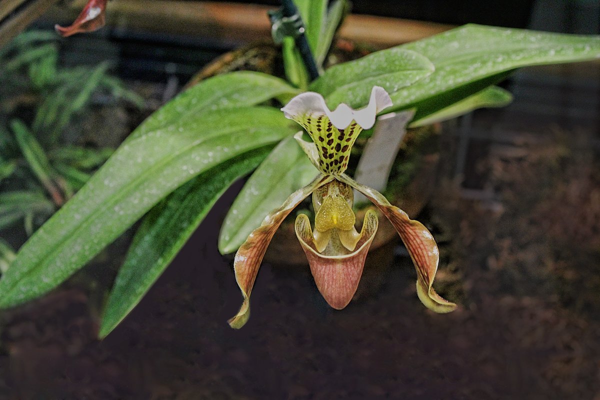Орхидея - Larisa 