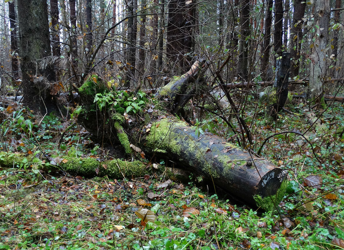 Осенний лес - Павел WoodHobby