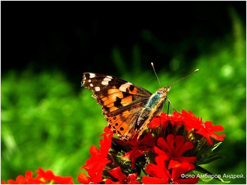 Бабочка на цветке - Андрей 