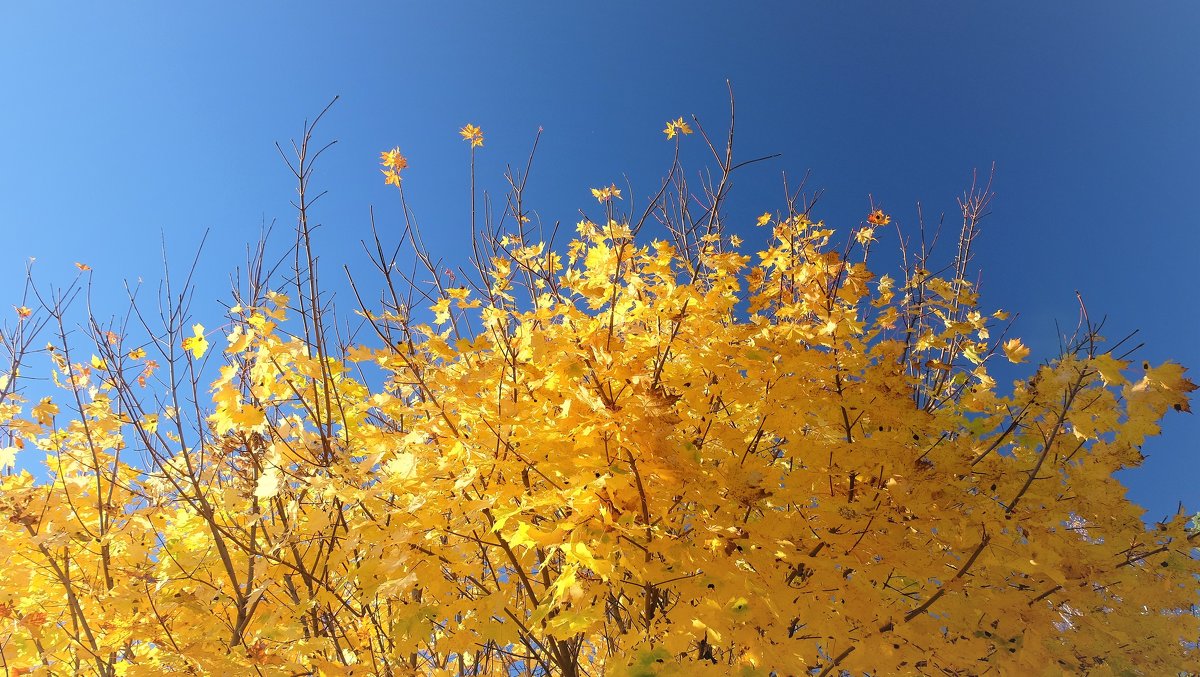 Осенний салют - wea *