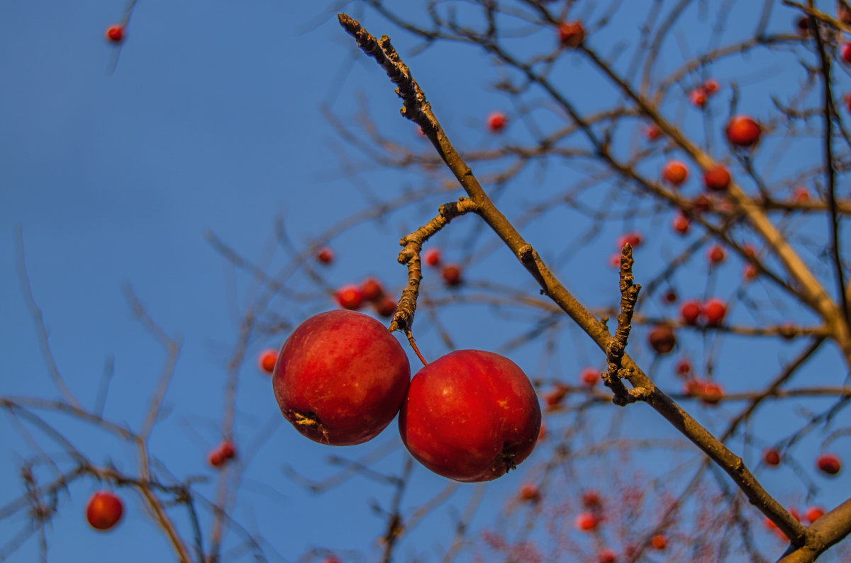 дикие яблоки в морозное утро - Антон Летов