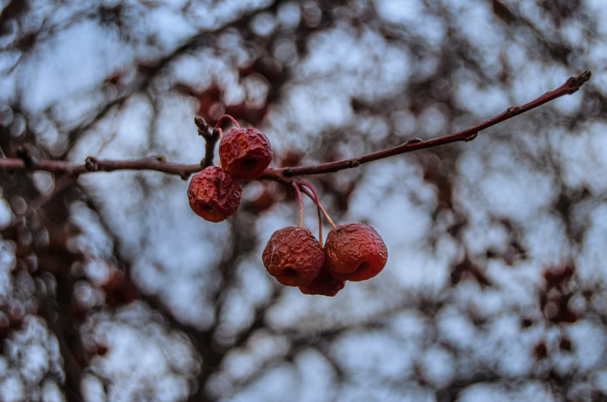 дикие яблоки в морозное утро - Антон Летов