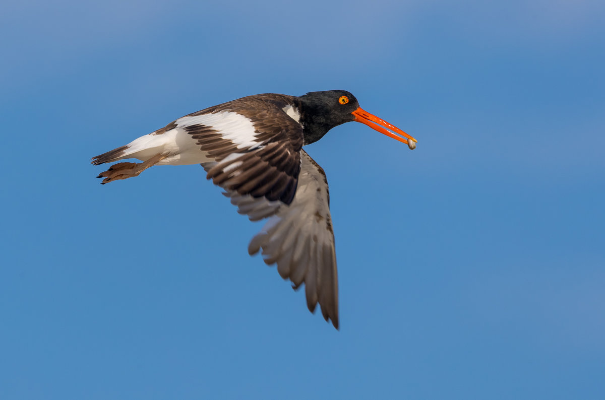 Oystercatcher ( кулик ) несёт добычу птенцам - Naum 