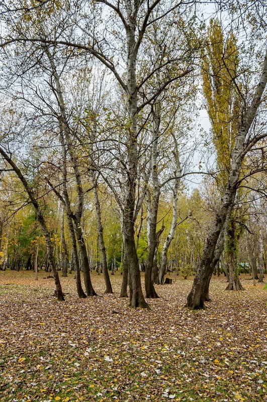 Осень - Николай Саржанов