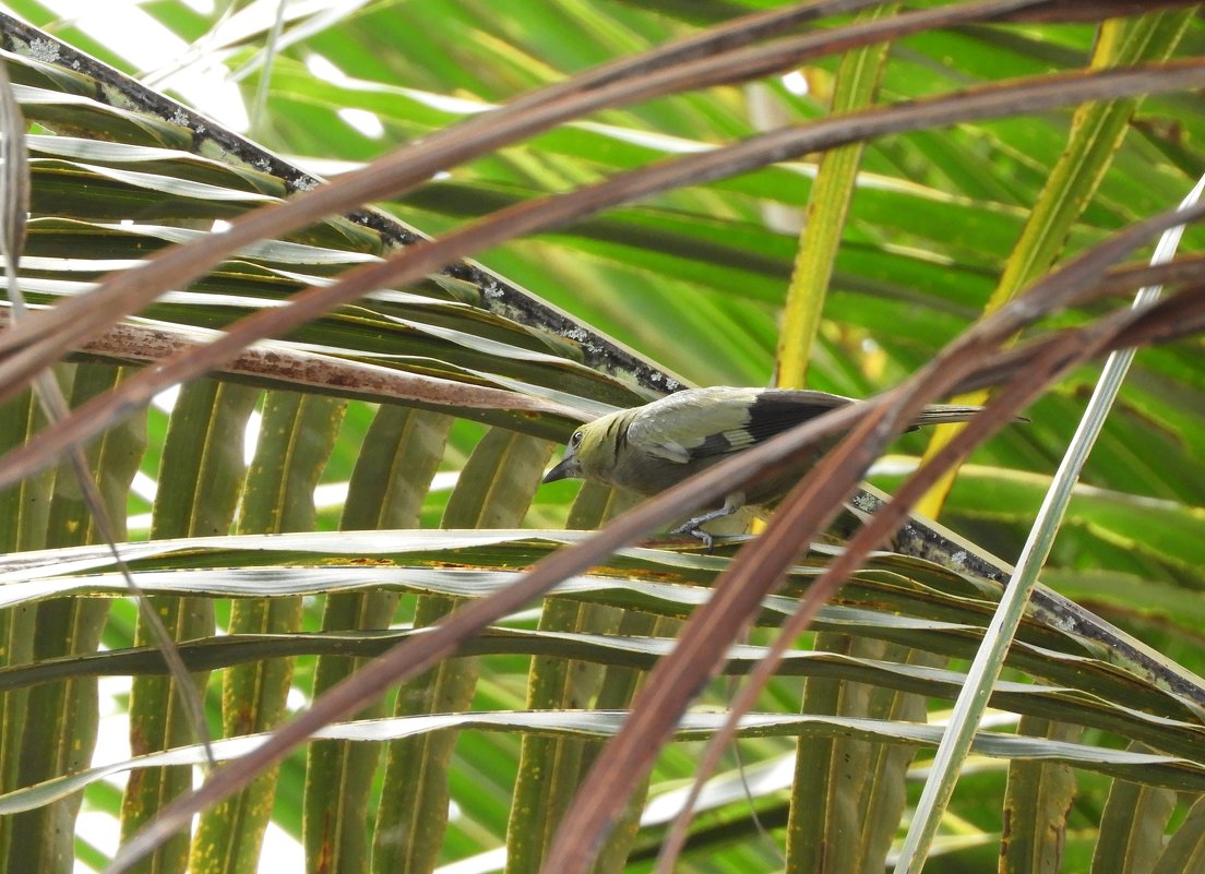 Palm Tanager - чудинова ольга 
