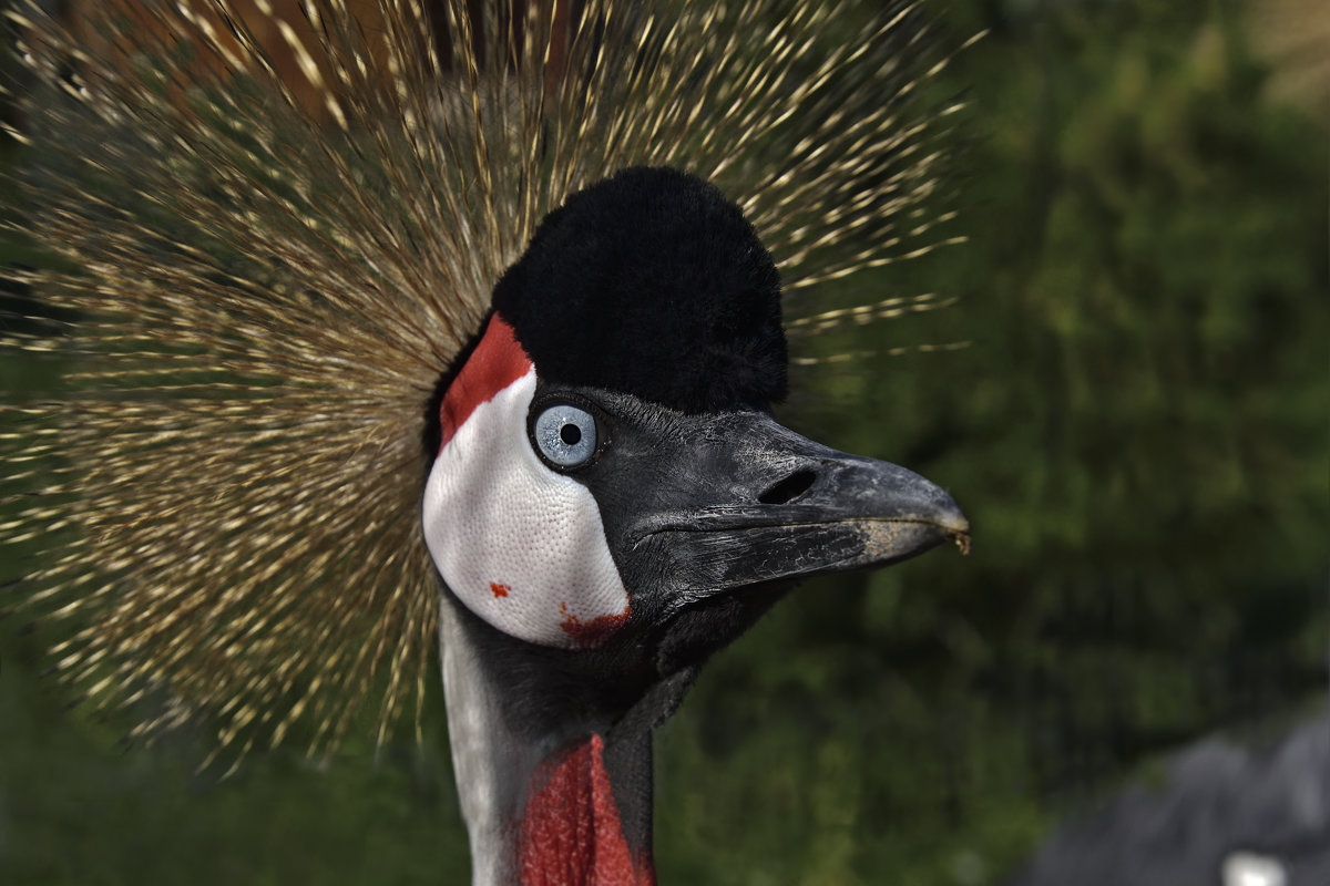 Венценосный журавль. Black crowned crane. - Юрий Воронов