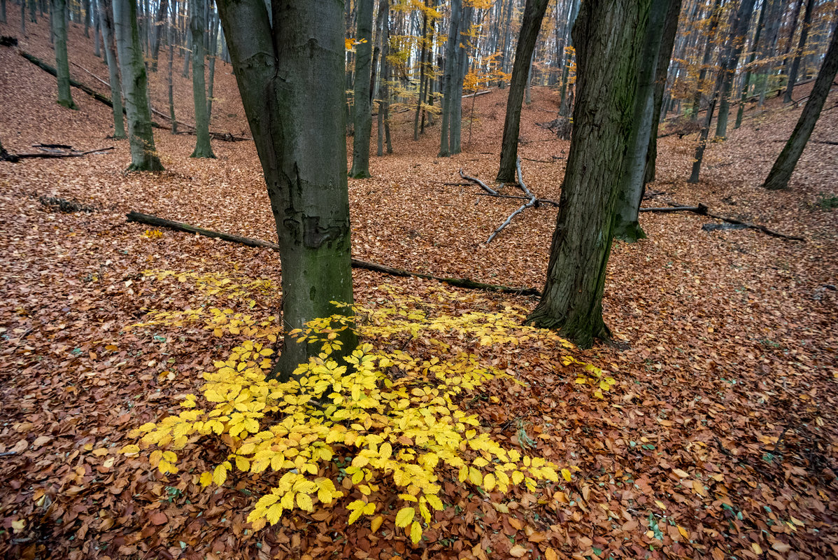 ... - Cлава Украине 