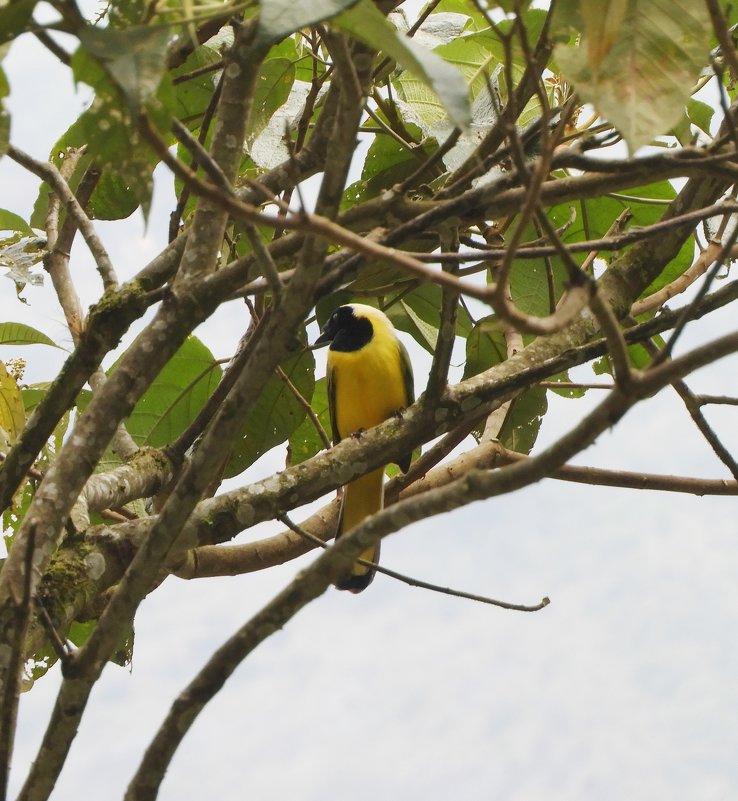 Yellow-tailed Oriole - чудинова ольга 